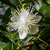 Myrtus communis 