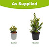 Myrtus communis