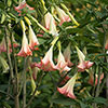 Brugmansia Pink