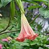 Brugmansia Pink
