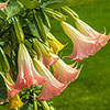 Brugmansia Pink