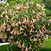 Brugmansia Pink