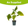Brugmansia Pink