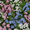 Myosotis Mon Amie Mixed