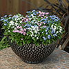 Myosotis Mon Amie Mixed