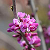 Cercis chinensis Avondale 