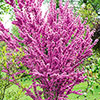 Cercis chinensis Avondale 
