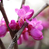 Cercis chinensis Avondale 