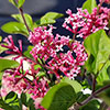 Syringa meyeri Little Rosie standard 