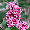 Syringa meyeri Little Rosie standard 