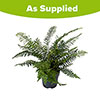 Korean Rock Fern