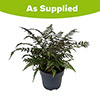 Athyrium niponicum Pewter Lace Athyrium niponicum Pewter Lace