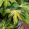 Fatsia japonica Camouflage 