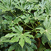 Fatsia japonica Fatsia japonica
