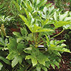 Fatsia japonica Fatsia japonica