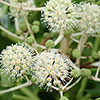 Fatsia japonica Fatsia japonica