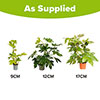 Fatsia japonica