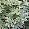 Fatsia japonica Spiders Web Fatsia japonica Spiders Web