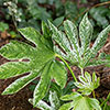 Fatsia japonica Spiders Web Fatsia japonica Spiders Web