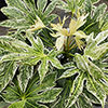 Fatsia japonica Spiders Web Fatsia japonica Spiders Web