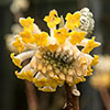 Edgeworthia chrysantha Grandiflora 