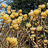 Edgeworthia chrysantha Grandiflora 