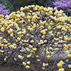 Edgeworthia chrysantha Grandiflora 