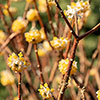 Edgeworthia chrysantha Grandiflora 