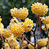Edgeworthia chrysantha Grandiflora 