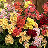 Antirrhinum Doubleshot Mix Antirrhinum Doubleshot Mix