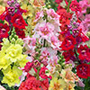 Antirrhinum Doubleshot Mix Antirrhinum Doubleshot Mix