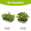 Antirrhinum Double Shot Mix Antirrhinum Double Shot Mix