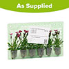 Dianthus Picture Perfect