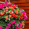 Impatiens Glimmer Collection Impatiens Glimmer Collection