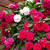 Impatiens Glimmer Collection Impatiens Glimmer Collection