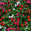 Impatiens Glimmer Collection Impatiens Glimmer Collection