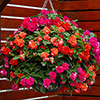 Impatiens Glimmer Collection Impatiens Glimmer Collection