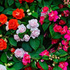 Impatiens Glimmer Collection Impatiens Glimmer Collection