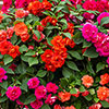 Impatiens Glimmer Collection Impatiens Glimmer Collection