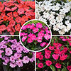Impatiens Solarscape Impatiens Solarscape