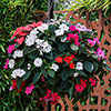 Impatiens Solarscape Impatiens Solarscape