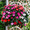 Impatiens Solarscape Impatiens Solarscape