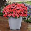 Impatiens Solarscape Impatiens Solarscape