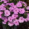 Impatiens Solarscape Impatiens Solarscape