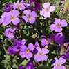 Aubrieta Florado Blue Eye Aubrieta Florado Blue Eye