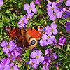 Aubrieta Florado Blue Eye Aubrieta Florado Blue Eye