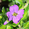 Aubrieta Florado Blue Eye Aubrieta Florado Blue Eye
