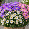Aster Alpha Mix Aster Alpha Mix