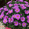 Aster Alpha Mix Aster Alpha Mix