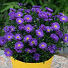 Aster Alpha Mix Aster Alpha Mix
